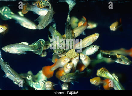 Guppy Poecilia reticulata, Poeciliidae, Sud America Foto Stock