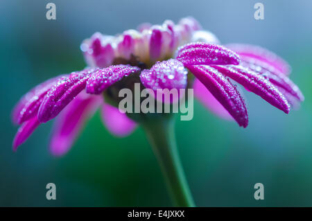 Mattina gocce di rugiada su un fiore rosa. Foto Stock