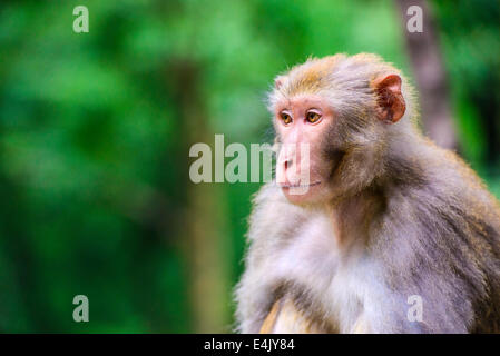 Macaque di Guiyang, Cina Foto Stock