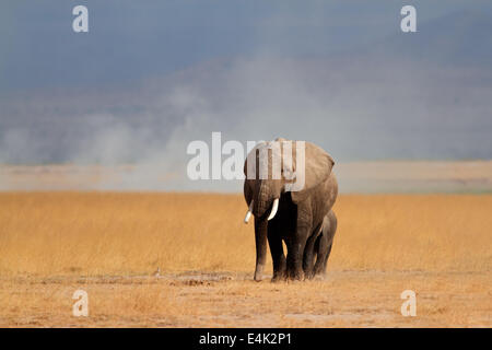 Elefante africano (Loxodonta africana) mucca con i giovani vitelli, Amboseli National Park, Kenya Foto Stock