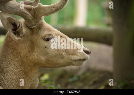 Daini buck quando ruminating Foto Stock