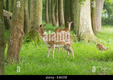 Daini famiglia quando pascolano sul prato verde prateria di foreste in estate Foto Stock