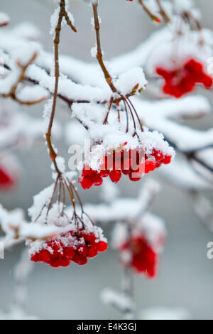 Frutti di bosco sotto la neve Foto Stock