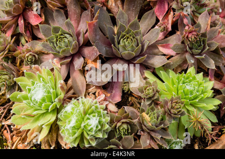 Piante di Sedum o sempervivum utilizzato per tetto sostenibile plantings Foto Stock