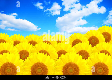 Campo di girasole su nuvoloso cielo blu Foto Stock