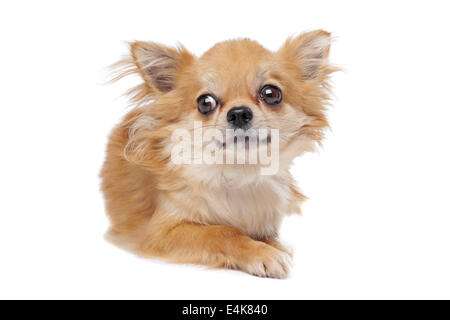 Marrone capelli lunghi chihuahua Foto Stock