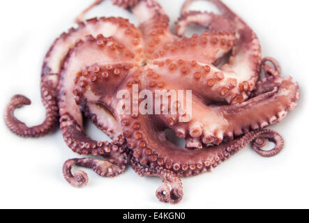 Bollito cctopus su sfondo bianco Foto Stock