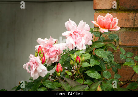 Cluster di Albertine roses mostrando boccioli e fiori aperti Foto Stock