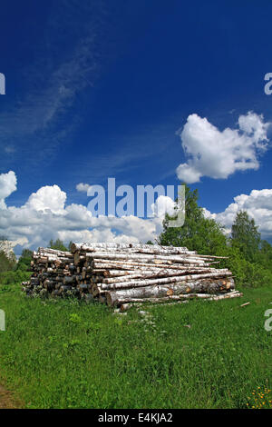 segato su albero Foto Stock