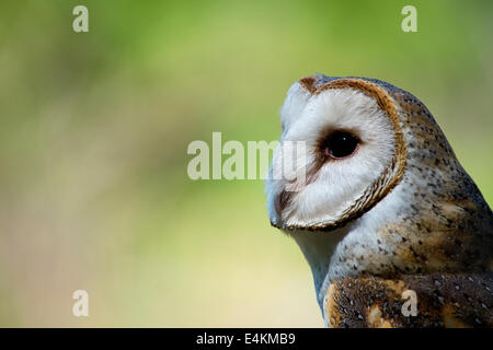 Australian Gufo mascherato Foto Stock