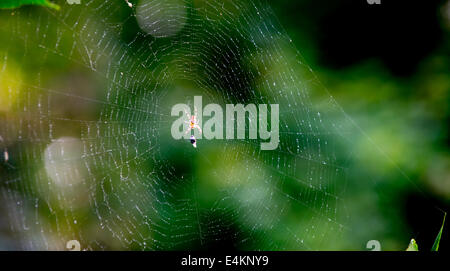 La spider e la vittima sul web Foto Stock