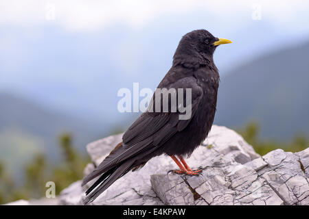 Gracchio alpino seduto su una roccia Foto Stock