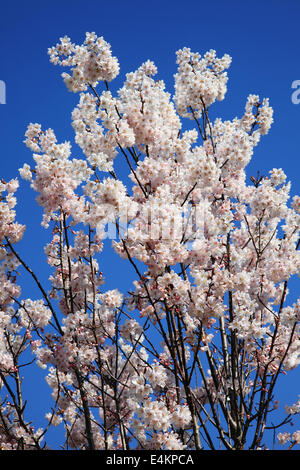 Rosa fiori di ciliegio in primavera con un cielo azzurro sullo sfondo Foto Stock