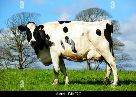 Vacca Holstein in un caseificio del campo Foto Stock