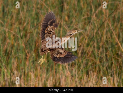 American Tarabuso (Botaurus lentiginosus) in volo Foto Stock