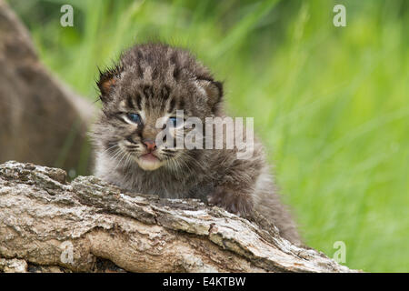 Un Bobcat gattino guardando sopra la parte superiore di un log, Minnesota Wildlife Connessione, Minesota, Stati Uniti. Foto Stock