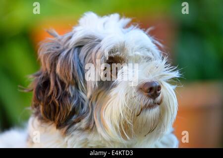 Cane Havanese Foto Stock