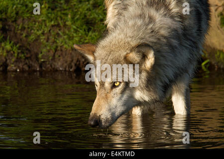 Un adulto Lupo (Canis lupus) acqua potabile nella luce del mattino, Minnesota Wildlife Connessione, Minnesota, Stati Uniti d'America Foto Stock