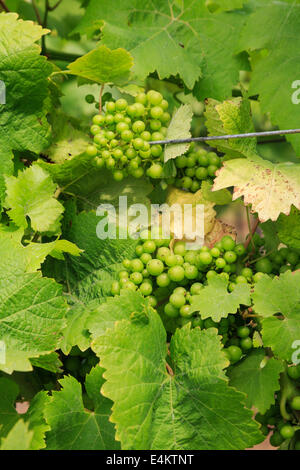 I grappoli di vino bianco maturazione delle uve sui vigneti che crescono in un vigneto in tarda estate. Kent, Inghilterra, Regno Unito, Gran Bretagna, Europa Foto Stock