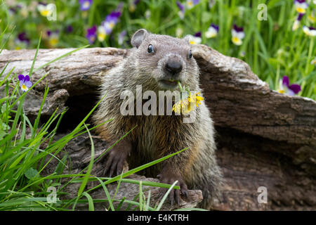 Un kit goundhog (Marmota monax) seduto in un log di mangiare un tarassaco, Minnesota Wildlife Connessione, Minnesota, Stati Uniti d'America. Foto Stock