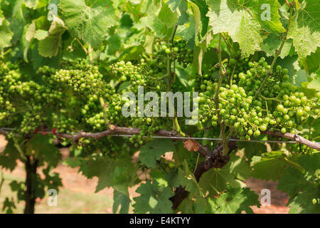 I grappoli di vino bianco maturazione delle uve sui vigneti che crescono in un vigneto in tarda estate. Kent, Inghilterra, Regno Unito, Gran Bretagna Foto Stock