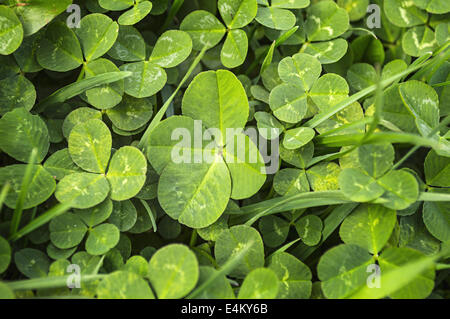 Solo quattro foglia di trifoglio in una patch di trifoglio. Foto Stock