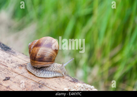 Snail strisciando su un pezzo di legno Foto Stock