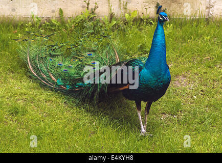 Peacock camminando sul prato verde. Foto Stock