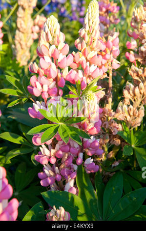 Di lupino in giardino nome latino Lupinus polyphyllus Foto Stock