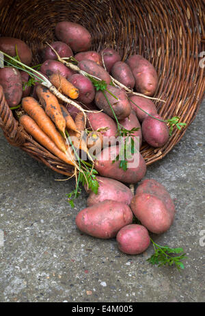 Cestello di carni saporite patate di primizia con la carota. Foto Stock