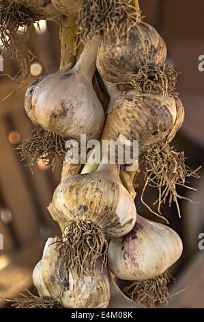 Garlics organico appeso in un luogo di mercato. Soft focus Foto Stock