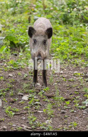 I giovani di cinghiale con sguardo curioso nella fotocamera Foto Stock