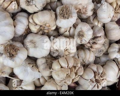 Un sacco di viola bianco italiano bulbi di aglio sul display per la vendita ad un esterno di mercato degli agricoltori. Foto Stock