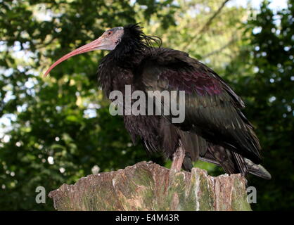Northern calvo Ibis eremita o ibis (Geronticus eremita) close-up Foto Stock