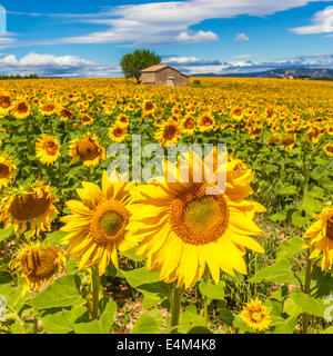 Bellissimo paesaggio con campo di girasole su nuvoloso cielo azzurro e sole luminoso luci Foto Stock