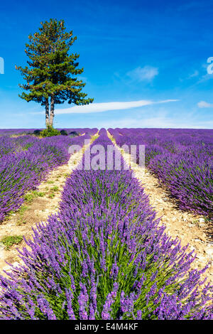 Campo di lavanda in Provenza, Francia Foto Stock