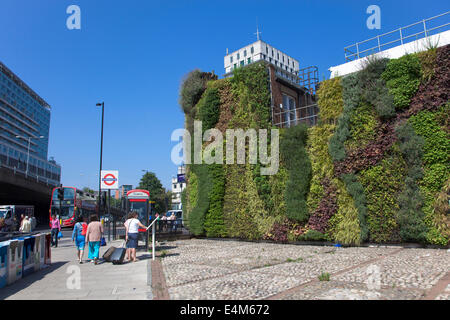 Regno Unito, Londra - Parete Verde su Marylebone Road è parte di TFL verde del piano di infrastrutture per migliorare la qualità dell'aria locale Foto Stock