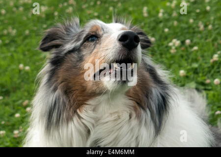 Sheltie cercando fino al master Foto Stock