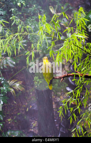 Pappagallo verde seduto su un ramo nella giungla Foto Stock