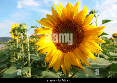 Ape su bella girasole gigante nel campo con il blu del cielo dietro Foto Stock