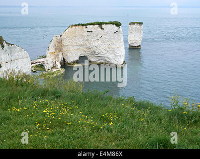 Old Harry Rocks, punto Handfast, Jurassic Coast, Dorset Foto Stock