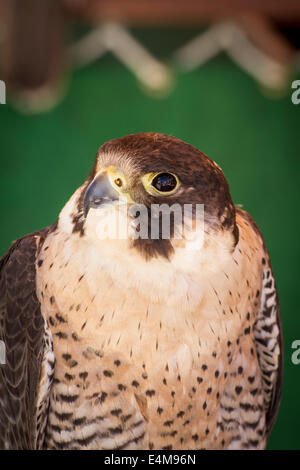 Falcon su un campione dei rapaci, fiera medievale Foto Stock