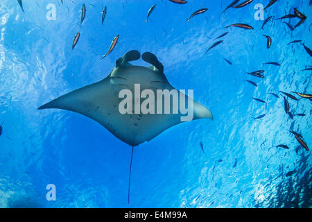 Manta Ray, Manta birostris, nuoto al di sotto della superficie, canale tedesco, Palau, Micronesia, Oceano Pacifico Foto Stock