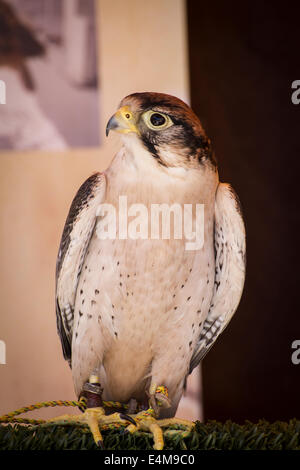 Falcon su un campione dei rapaci, fiera medievale Foto Stock