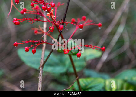 HONG KONG Isola di Lantau Tian Tung Chung villaggio abbandonato Foto Stock