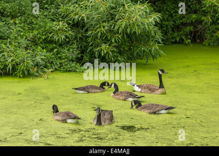 Oche del Canada sulle alghe bloom coperto Lake-Victoria Swan, British Columbia, Canada. Foto Stock