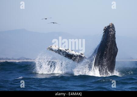 Un Humpback Whale violazioni in Monterey Bay off Moss Landing Harbour, vicino Monterey, California Foto Stock