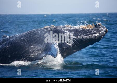 Un Humpback Whale violazioni in Monterey Bay off Moss Landing Harbour, vicino Monterey, California Foto Stock