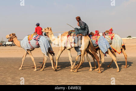 I cammelli con robot fantini sul Dubai strada sulla via di corsa di allenamento. Foto Stock