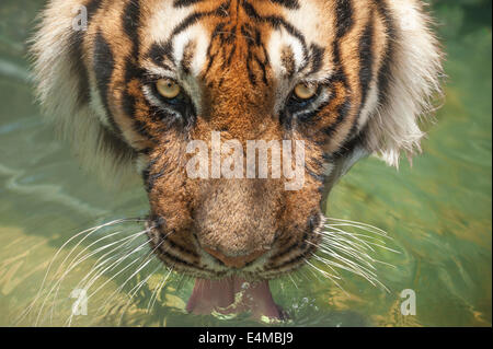 Captive tigre del Bengala acqua potabile dalla piscina Foto Stock